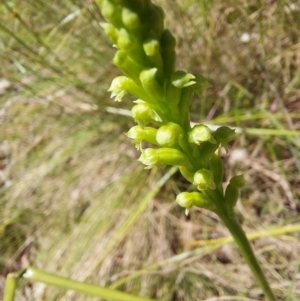 Microtis unifolia at Paddys River, ACT - 27 Nov 2022