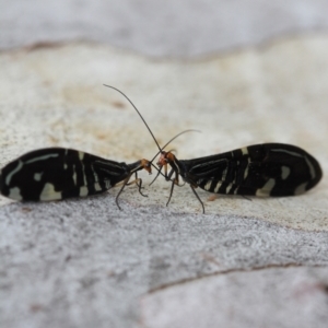 Porismus strigatus at Melba, ACT - 26 Feb 2022 05:05 PM