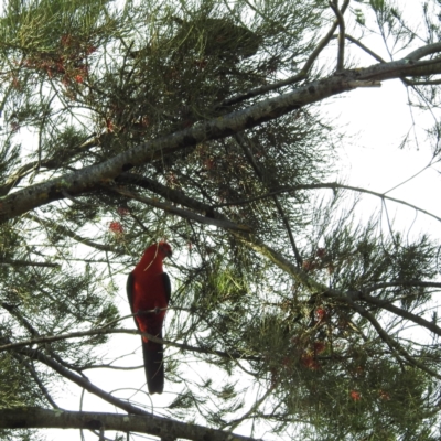 Alisterus scapularis (Australian King-Parrot) at Lions Youth Haven - Westwood Farm A.C.T. - 27 Nov 2022 by HelenCross