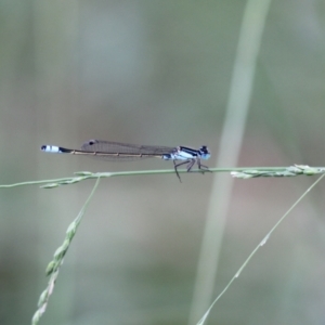 Ischnura heterosticta at Melba, ACT - 26 Feb 2022