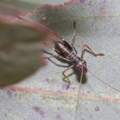 Torbia viridissima (Gum Leaf Katydid) at Hawker, ACT - 27 Nov 2022 by AlisonMilton