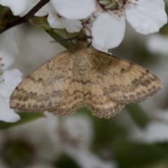 Scopula rubraria (Reddish Wave, Plantain Moth) at Hawker, ACT - 27 Nov 2022 by AlisonMilton