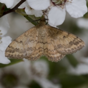 Scopula rubraria at Hawker, ACT - 27 Nov 2022