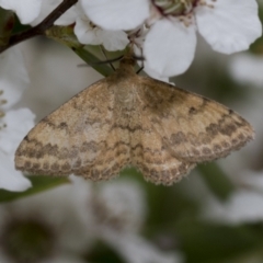 Scopula rubraria (Plantain Moth) at Hawker, ACT - 27 Nov 2022 by AlisonMilton