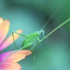 Caedicia simplex (Common Garden Katydid) at Melba, ACT - 26 Feb 2022 by naturedude