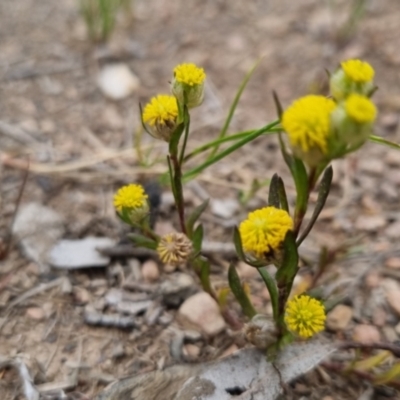 Triptilodiscus pygmaeus (Annual Daisy) at Bungendore, NSW - 27 Nov 2022 by clarehoneydove