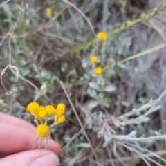 Chrysocephalum apiculatum (Common Everlasting) at Bungendore, NSW - 27 Nov 2022 by clarehoneydove