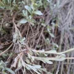 Chrysocephalum apiculatum at Bungendore, NSW - 27 Nov 2022 06:52 PM