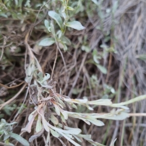 Chrysocephalum apiculatum at Bungendore, NSW - 27 Nov 2022 06:52 PM