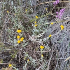 Chrysocephalum apiculatum at Bungendore, NSW - 27 Nov 2022 06:52 PM