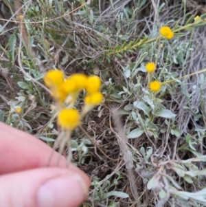 Chrysocephalum apiculatum at Bungendore, NSW - 27 Nov 2022 06:52 PM