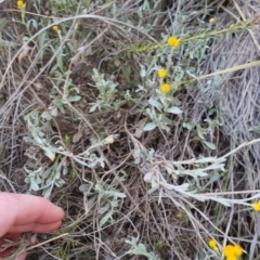 Chrysocephalum apiculatum at Bungendore, NSW - 27 Nov 2022 06:52 PM