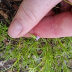 Vittadinia muelleri at Bungendore, NSW - 27 Nov 2022 07:08 PM