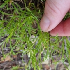 Vittadinia muelleri at Bungendore, NSW - 27 Nov 2022