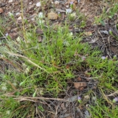 Vittadinia muelleri at Bungendore, NSW - 27 Nov 2022 07:08 PM