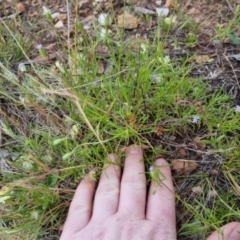 Vittadinia muelleri at Bungendore, NSW - 27 Nov 2022 07:08 PM