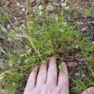 Vittadinia muelleri at Bungendore, NSW - 27 Nov 2022 07:08 PM