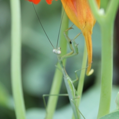 Pseudomantis albofimbriata (False garden mantis) at Melba, ACT - 6 Mar 2022 by naturedude