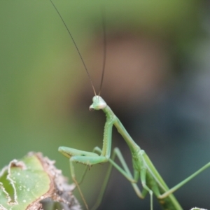 Pseudomantis albofimbriata at Melba, ACT - 6 Mar 2022