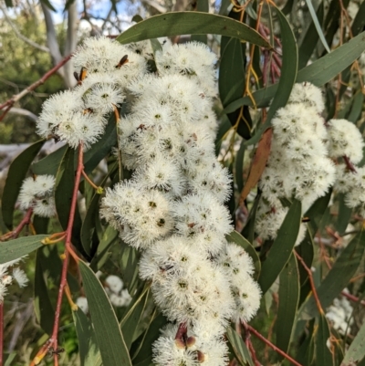 Eucalyptus pauciflora subsp. pauciflora (White Sally, Snow Gum) at Lions Youth Haven - Westwood Farm A.C.T. - 27 Nov 2022 by HelenCross