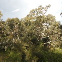 Eucalyptus pauciflora subsp. pauciflora at Lions Youth Haven - Westwood Farm A.C.T. - 27 Nov 2022 06:45 PM