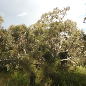 Eucalyptus pauciflora subsp. pauciflora at Kambah, ACT - 27 Nov 2022