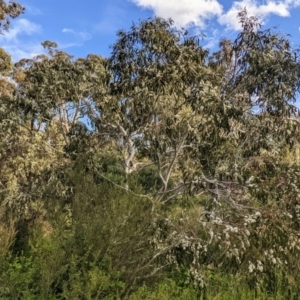 Eucalyptus pauciflora subsp. pauciflora at Lions Youth Haven - Westwood Farm A.C.T. - 27 Nov 2022