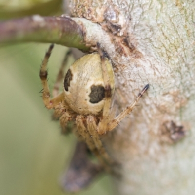 Unidentified Orb-weaving spider (several families) at Hawker, ACT - 27 Nov 2022 by AlisonMilton