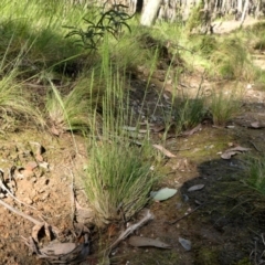 Poa sieberiana (Poa Tussock) at Rugosa - 25 Nov 2022 by SenexRugosus