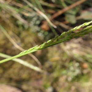 Poa sieberiana at Yass River, NSW - 25 Nov 2022