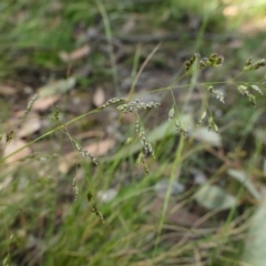 Poa sieberiana at Yass River, NSW - 25 Nov 2022