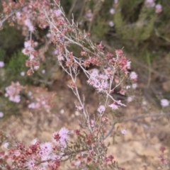 Kunzea parvifolia (Violet Kunzea) at Bungendore, NSW - 27 Nov 2022 by clarehoneydove