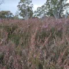 Kunzea parvifolia at Bungendore, NSW - suppressed