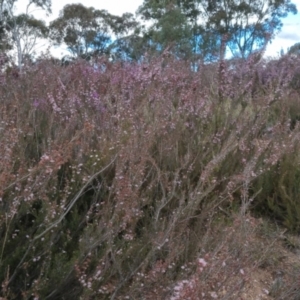 Kunzea parvifolia at Bungendore, NSW - suppressed