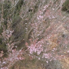 Kunzea parvifolia at Bungendore, NSW - suppressed