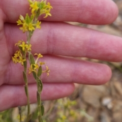 Pimelea curviflora (Curved Rice-flower) at Bungendore, NSW - 27 Nov 2022 by clarehoneydove