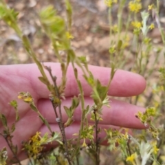 Pimelea curviflora at Bungendore, NSW - 27 Nov 2022 06:50 PM