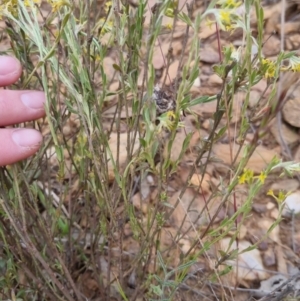 Pimelea curviflora at Bungendore, NSW - 27 Nov 2022 06:50 PM