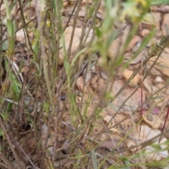 Pimelea curviflora at Bungendore, NSW - 27 Nov 2022