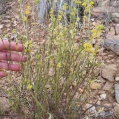 Pimelea curviflora at Bungendore, NSW - 27 Nov 2022 06:50 PM