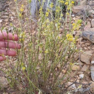 Pimelea curviflora at Bungendore, NSW - 27 Nov 2022 06:50 PM