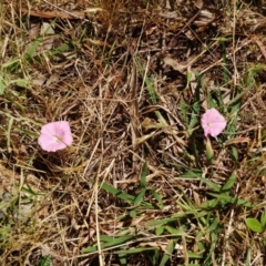 Convolvulus angustissimus subsp. angustissimus (Australian Bindweed) at Molonglo Valley, ACT - 26 Nov 2022 by sangio7