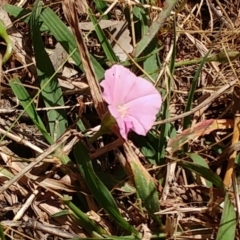 Convolvulus angustissimus subsp. angustissimus at Molonglo Valley, ACT - 26 Nov 2022