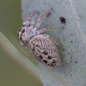 Opisthoncus sexmaculatus at Hawker, ACT - 27 Nov 2022