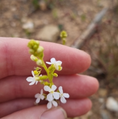 Stylidium graminifolium (grass triggerplant) at Bungendore, NSW - 27 Nov 2022 by clarehoneydove