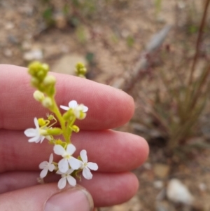 Stylidium graminifolium at Bungendore, NSW - 27 Nov 2022