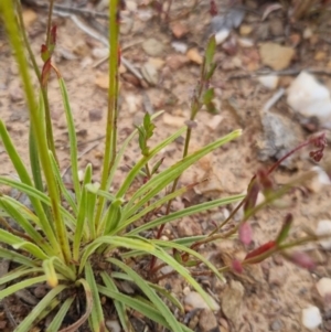 Stylidium graminifolium at Bungendore, NSW - 27 Nov 2022