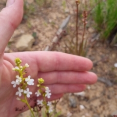 Stylidium graminifolium at Bungendore, NSW - 27 Nov 2022