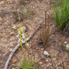 Stylidium graminifolium at Bungendore, NSW - 27 Nov 2022