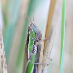 Bermius brachycerus at Melba, ACT - 18 Mar 2022 06:05 PM